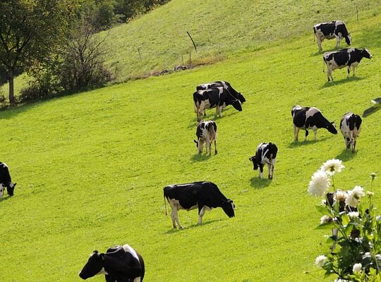 таки прийшов