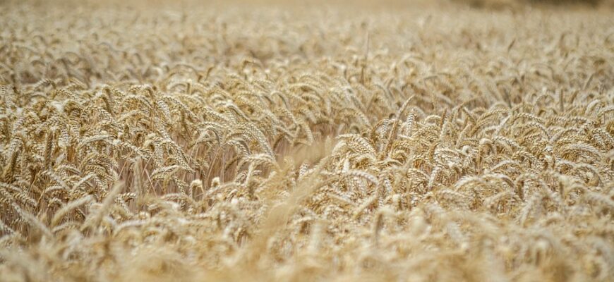 майстер-клас