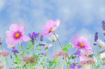 прокрустове ложе