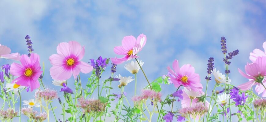 прокрустове ложе