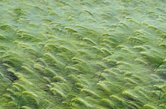 перекоти поле