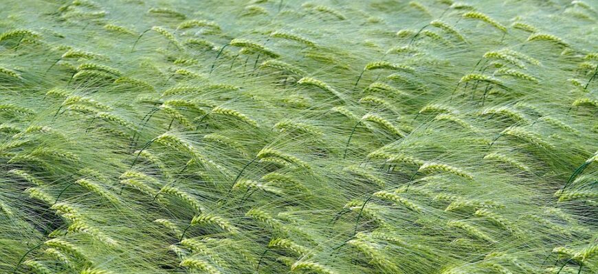 перекоти поле