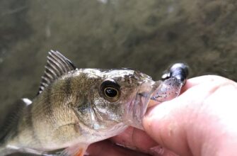 перша світова війна