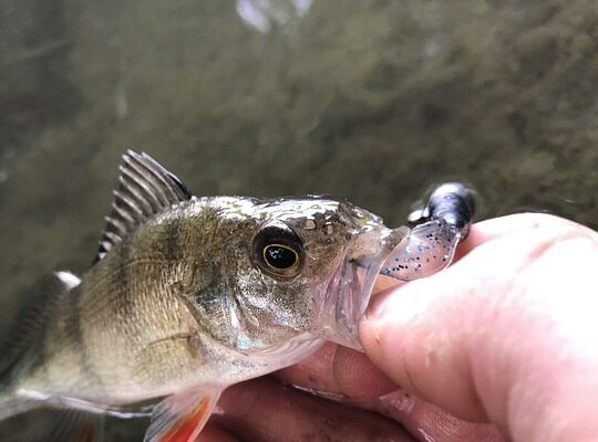 перша світова війна