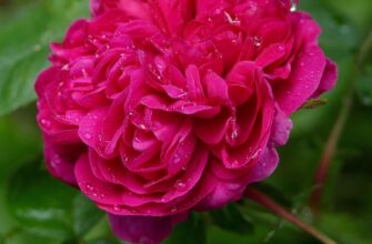 врешті решт