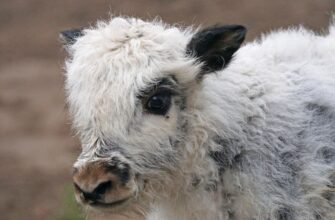 як то кажуть