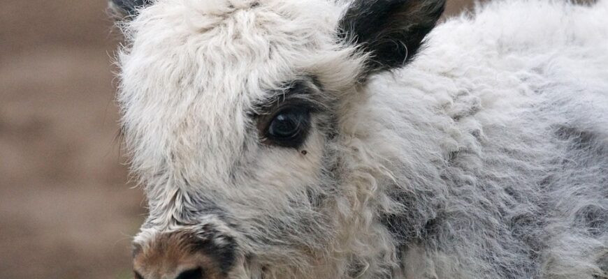 як то кажуть