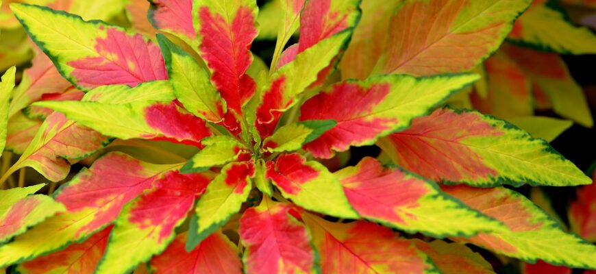 амарант користь і шкода