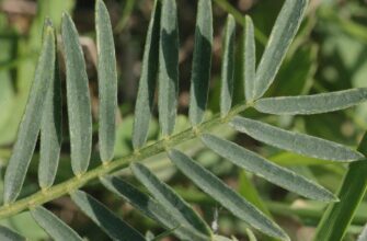 астрагал користь і шкода