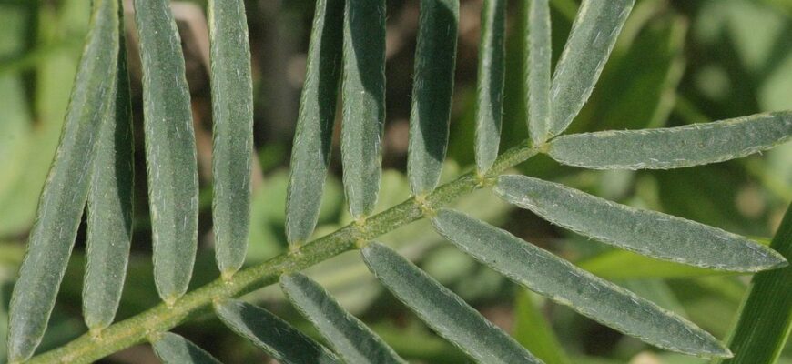 астрагал користь і шкода