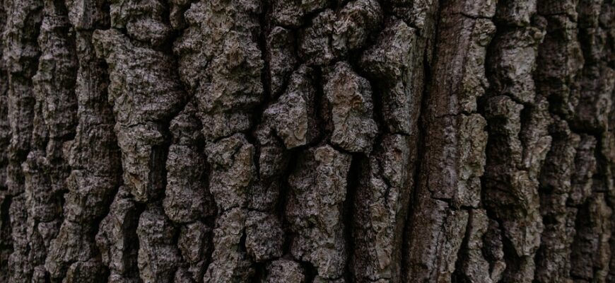 кора верби користь і шкода