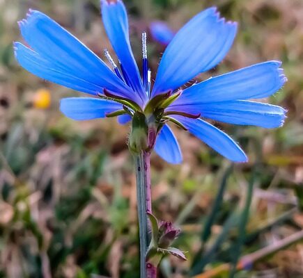 що означає якщо на подвірʼя прилетів голуб
