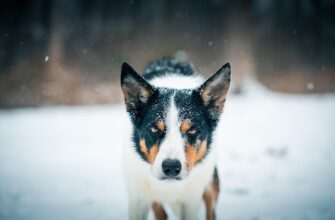 що означає коли сниться змія в будинку