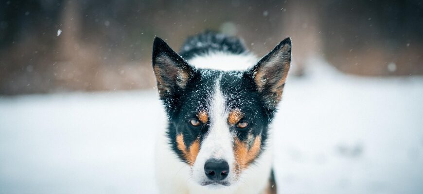 що означає коли сниться змія в будинку