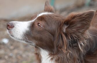 Коли прийде запрошення на НМТ: все, що потрібно знати абітурієнтам у 2023 році