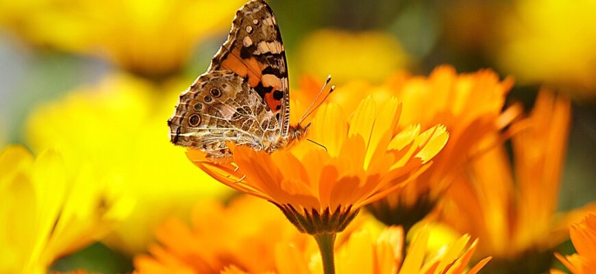 календула користь і шкода