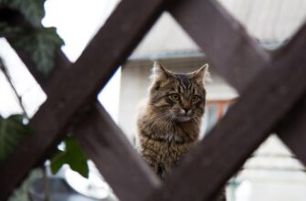 що означає коли кіт треться об ноги