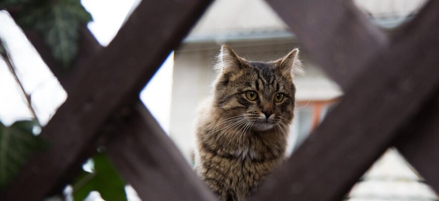 що означає коли кіт треться об ноги