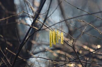 що означає сережка в правому вусі дівчини