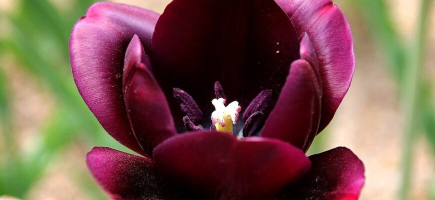 сценарій до різдва