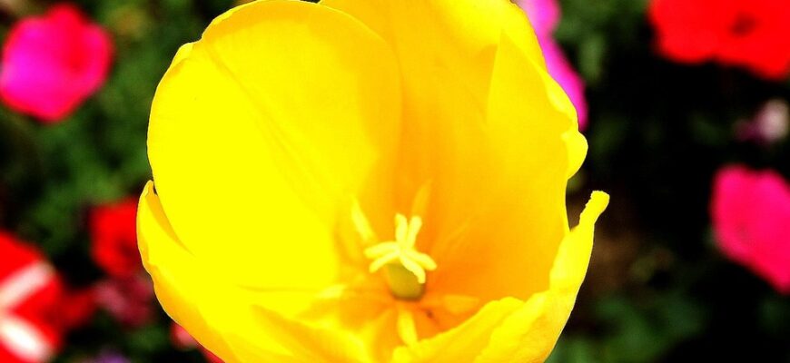 сценарій свята осені