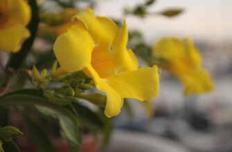 сабельник користь і шкода