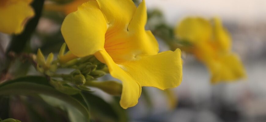 сабельник користь і шкода