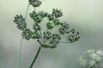 петрушка користь і шкода