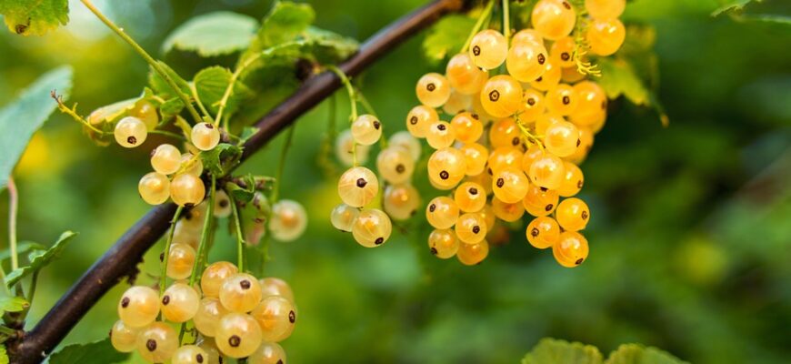 чорна смородина користь і шкода