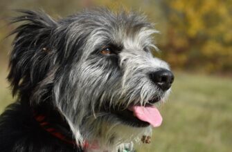 що означає коли пташка залетіла у вікно