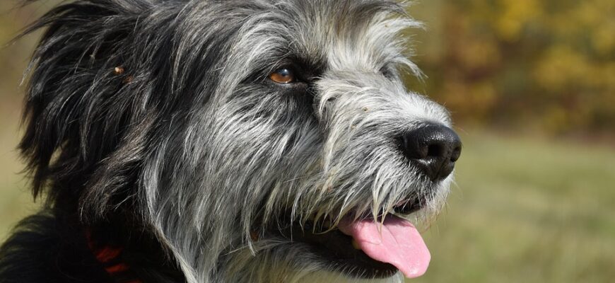 що означає коли пташка залетіла у вікно