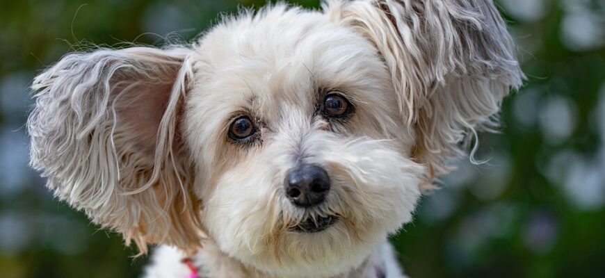 що означає коли сниться собака яка кусає