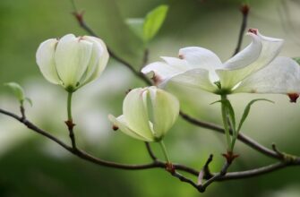 кизил користь і шкода