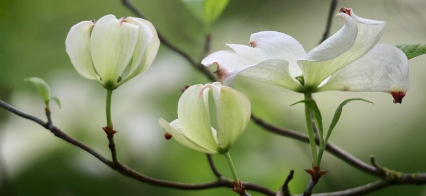 кизил користь і шкода