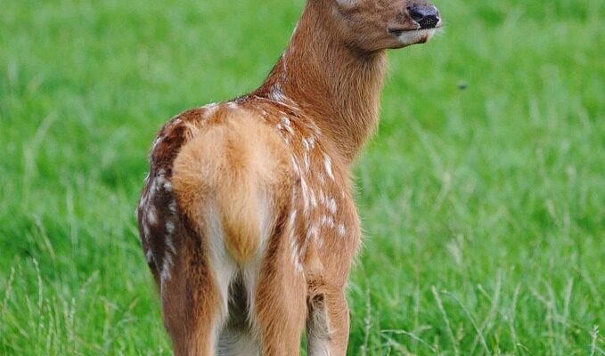 що означає абонент не в мережі київстар