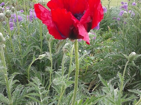 ісландський мох користь і шкода