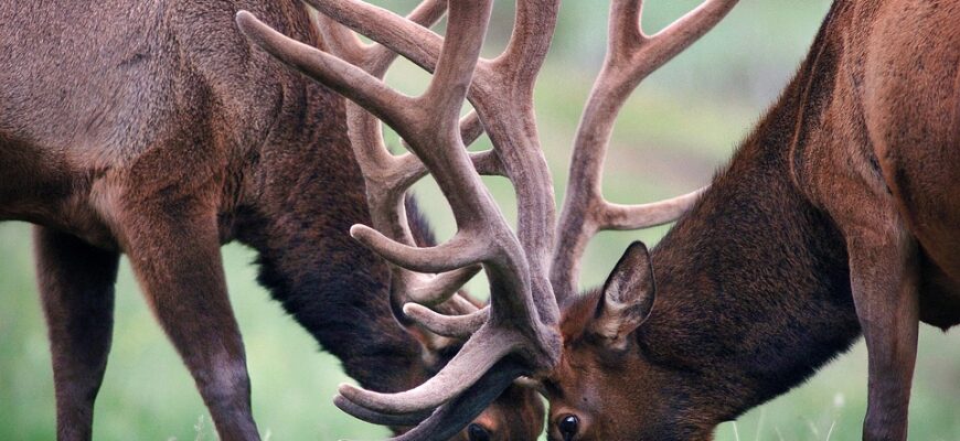 Іменини Олени: Традиції святкування та значення імені в українській культурі