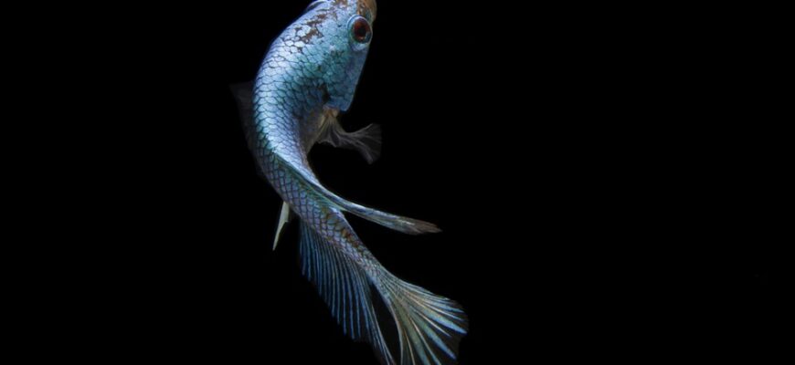 риба заєць користь і шкода