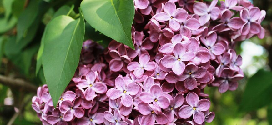 опале листя користь чи шкода