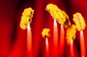 що означає смайлик