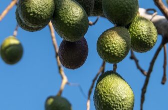 авокадо користь і шкода