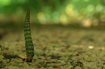 хвощ польовий користь і шкода