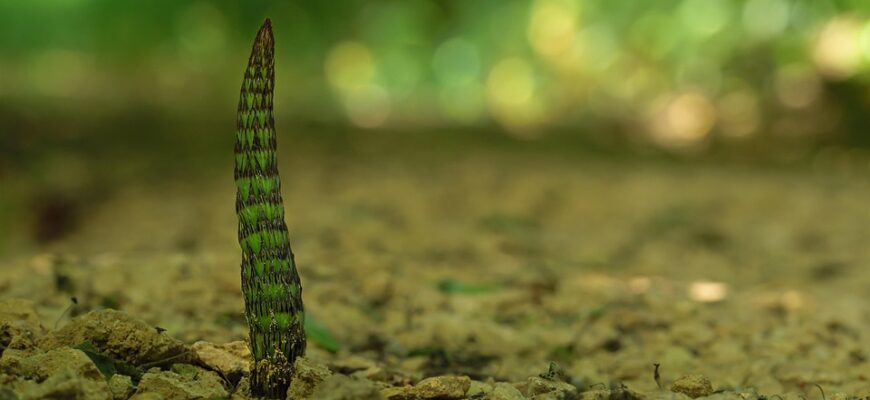 хвощ польовий користь і шкода