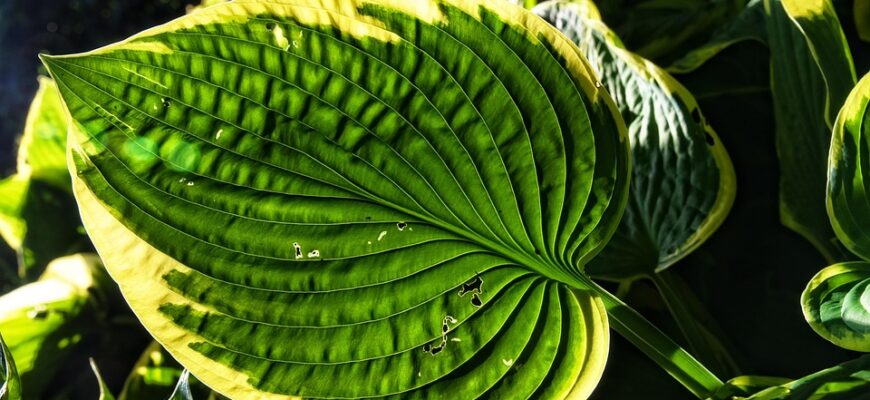 подорожник користь і шкода