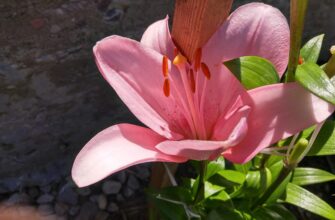 що означає квітка еустома