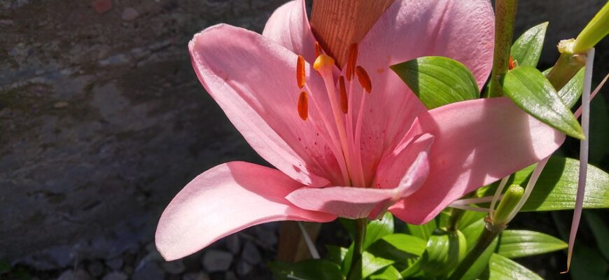 що означає квітка еустома