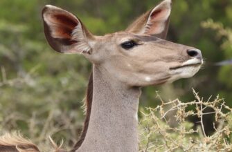 куди небудь