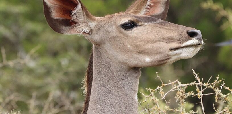 куди небудь