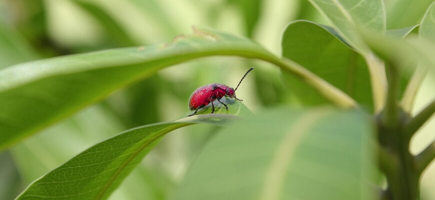листя ожини користь і шкода