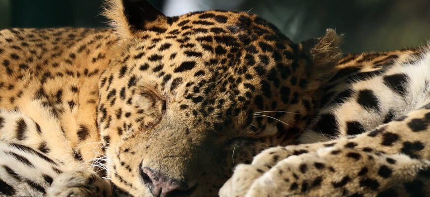 сонник що означає коли сниться великий павук